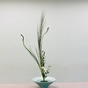 石化エニシダと小菊