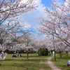 さくらの杜公園の桜