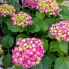 色づき始めた紫陽花