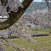 徳源院枝垂れ桜その７（米原市清滝）...