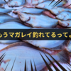 【投げ釣りで日本海のマガレイを釣る】2024年初戦の記録