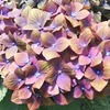 アジサイの花