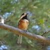 稲荷山公園の秋散歩　第２弾