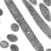 Anaerobacterium chartisolvens gen. nov., sp. nov.,について