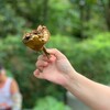 台湾で見た植物①  パンノキ