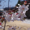 早咲きの桜とソメイヨシノが一緒に咲きそうです