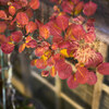 今年も高野山の紅葉 Ⅲ