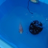 エサを食べないでゆっくりと泳ぐ