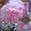 桜の名前