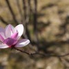 標準レンズについて