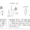 シロザとホコガタアカザのことと梅漬け