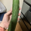 きゅうり、頂きました。