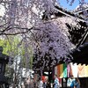 京都旅行最終日｜2024年4月1日　桜の開花状況（祇園白川、円山公園、ねねの道、六角堂）