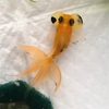 29日目。生きてます。