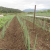 農園日誌Ⅲーむかし野菜の四季