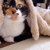 ミケ猫のももたんを紹介するにゃ 5