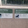 上野動物園のゼニガタアザラシ