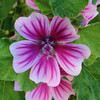 (363) Malva mauritiana