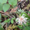 新たな花との出会いがありました　〜今週の荒神山〜