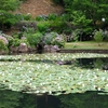 あじさいの池（岐阜県美濃加茂）