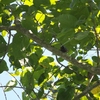 チャバラゴジュウカラ Chestnut-bellied Nuthatch