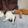 情けはネコの為ならず