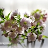 soon to be in full bloom
