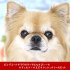 孫八の屋根ありドッグランでたっぷり遊んだ３チワワ【2022紅葉旅行◆その24】