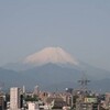 富士山　梅の実　ぶどうのつぼみ