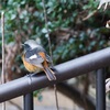 公園の野鳥達（１月２９日）