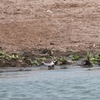 Common Ringed Plover ハジロコチドリ