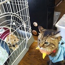 ココとたまの2ニャン暮らし♪