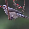 防鳥、防虫対策！無事に収穫するために