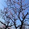 梅は散ったし桜はまだだ