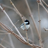 野鳥撮影