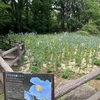 六甲高山植物園 その2 ヒマラヤの青いケシを見た♪