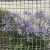 Agapanthus