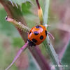 ナナホシテントウ Coccinella septempunctata