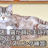 【英語】猫が飼い主に対して思っている事(動画でリスニング練習)
