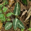 Aglaonema pictum"ちゃんぷーる"BNN from Sibolga timur【AZ0322-2a】