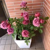 ‘あおい'、房咲きしはじめましたは