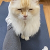 先生の声に癒やされる