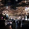 桜並木と咲き乱れる会社員＠東京日本橋