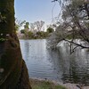 善福寺公園　桜いよいよ終わりに近い