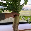 楽しく続けられるプチ自給自足生活の秘訣　～野菜作り編～