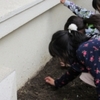 １年生：生活　球根を植えました