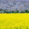 ソフトフォーカス権現堂桜堤
