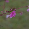 奥卯辰山十月桜（後編）