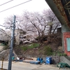 南小樽駅の桜