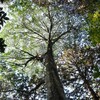 「京都の森を守ろう　薪割り＆ウオーク」の下見